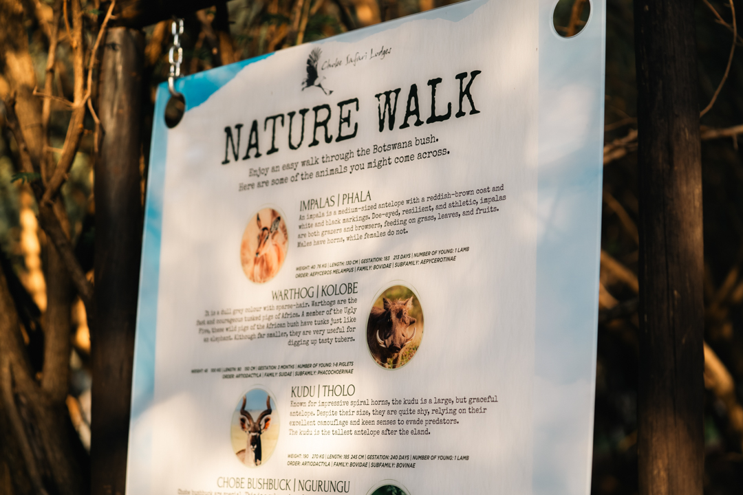 Chobe Bush Walk 2 3