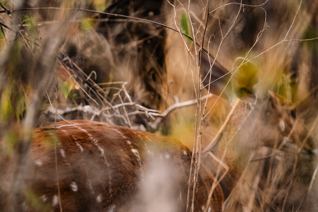 Chobe Bush Walk 3 2