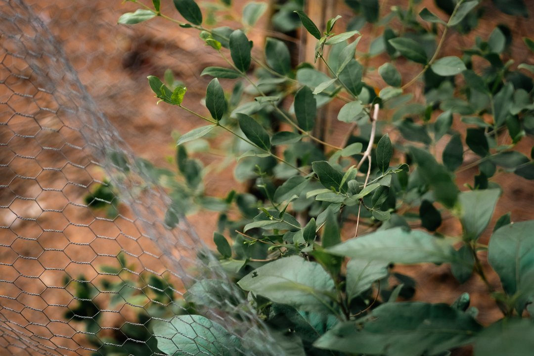 Rewilding the Bush Walk at The Chobe Safari Lodge