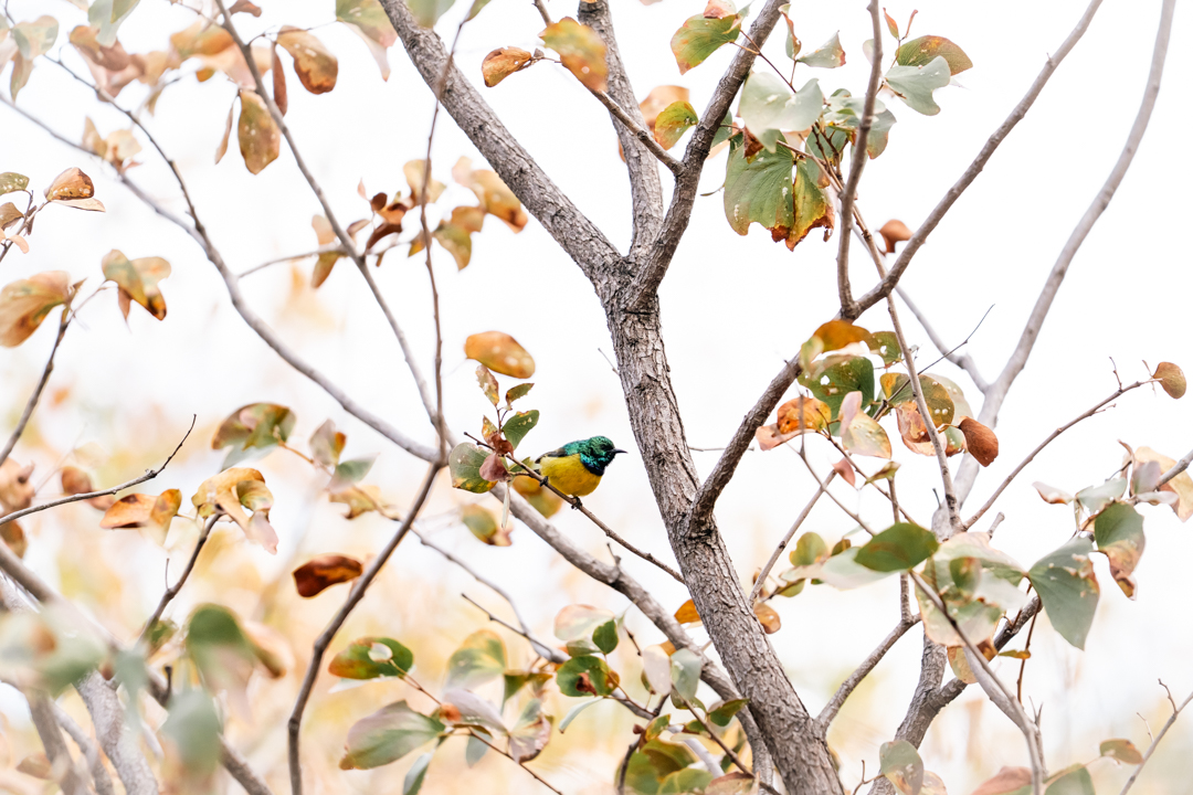 Chobe Bush Walk at The Chobe Safari Lodge 2025 7