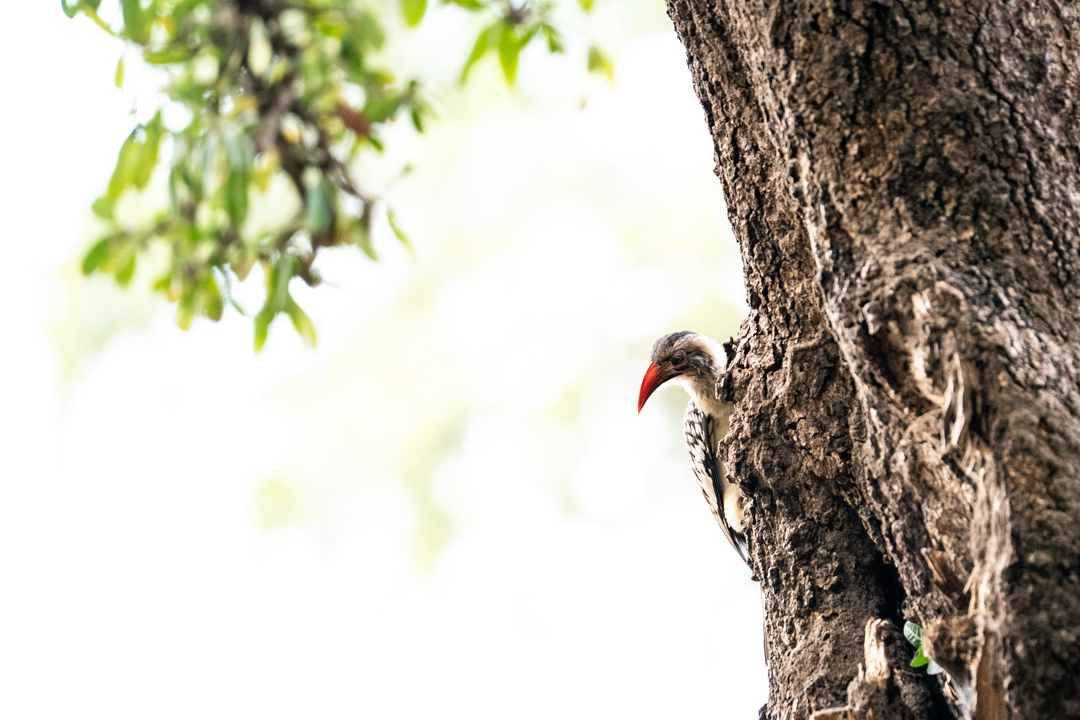 Chobe Bush Walk at The Chobe Safari Lodge 2025 8