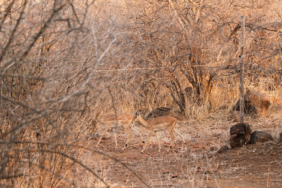 The Chobe Safari Lodge Bush Walk 3