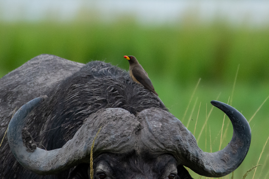 Chobe Green Season Botswana 11