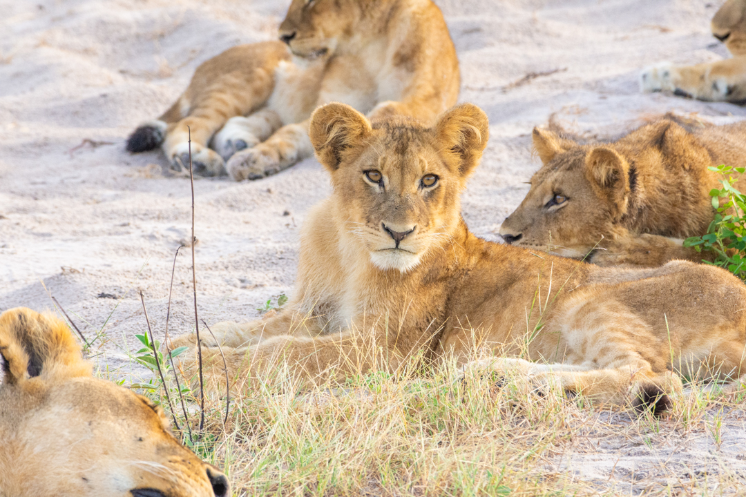 Chobe Green Season Botswana 4 2