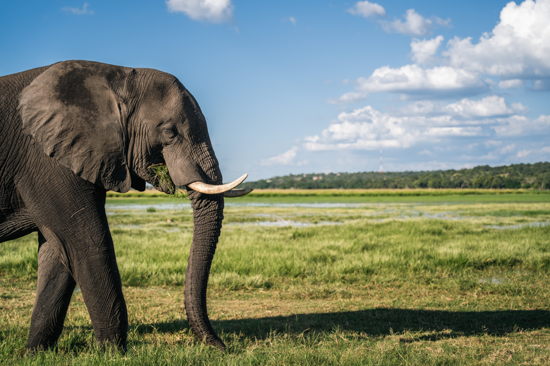 What to expect during a summer safari on the Chobe River