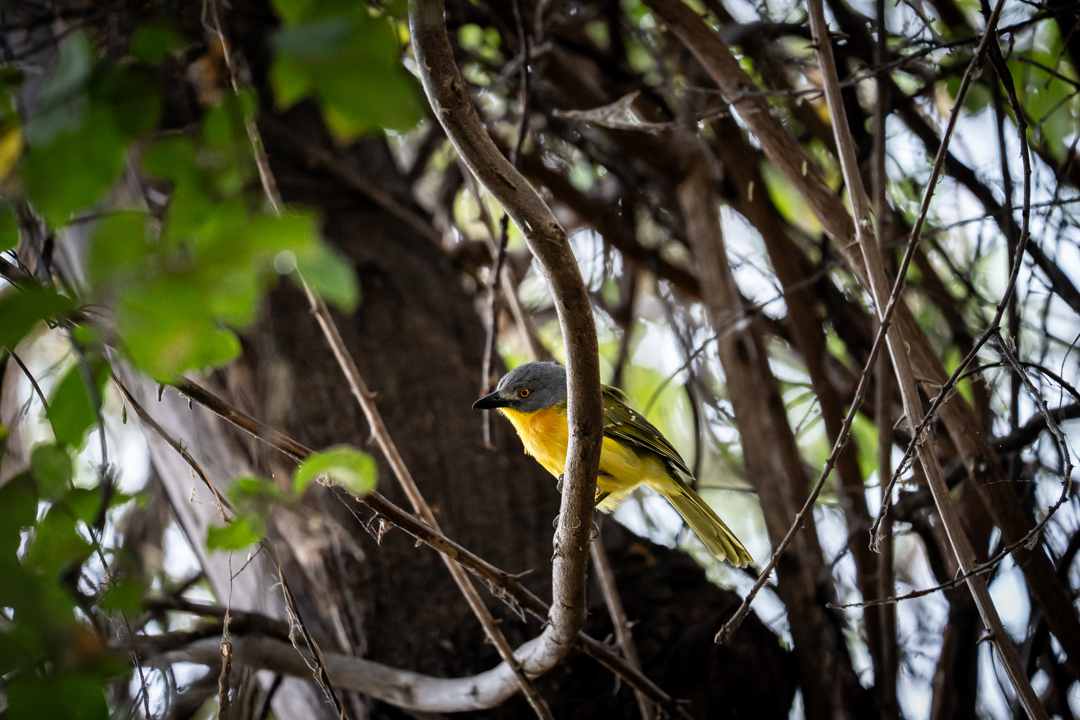 Chobe Green Season Botswana 6