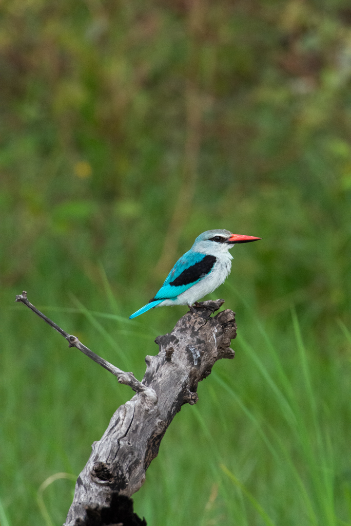 Chobe Green Season Botswana 8