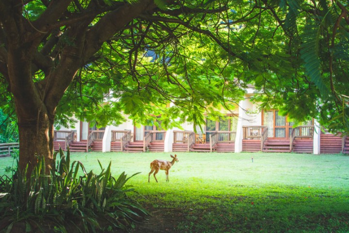 Chobe Bushbuck