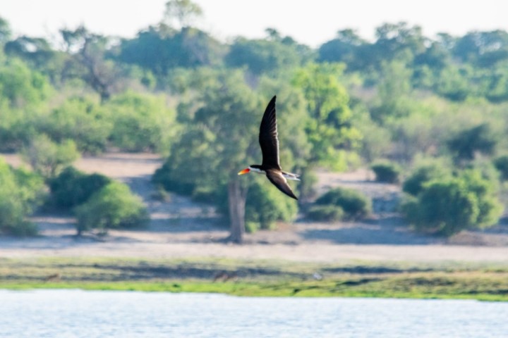 Chobe Birding Safari
