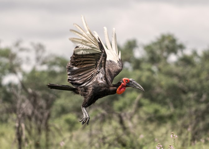 Birdwatching in Botswana