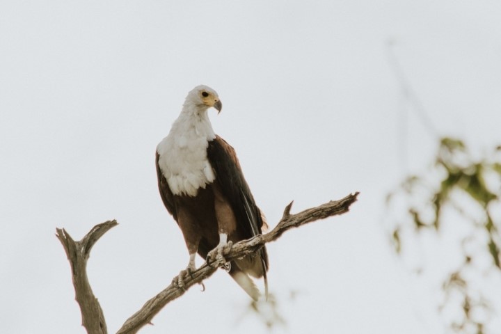 Botswana, Botswana Safari, Chobe National Park, Chobe Safari Lodge, Okavango Delta, Under One Botswana Sky, Rainy Season, Green Season