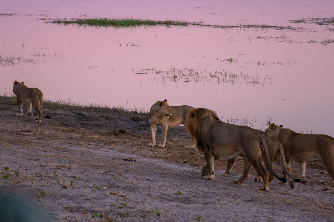 Game Drive Signting