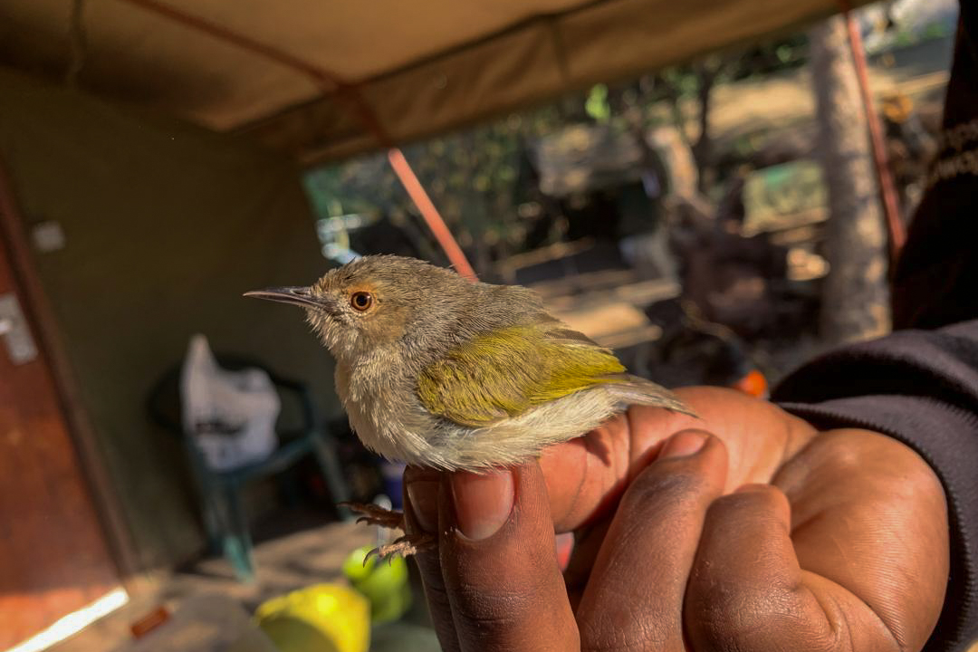 Chobe Immpact Birding Ringing at Chobe Safari Lodge by Lyn Francey 3