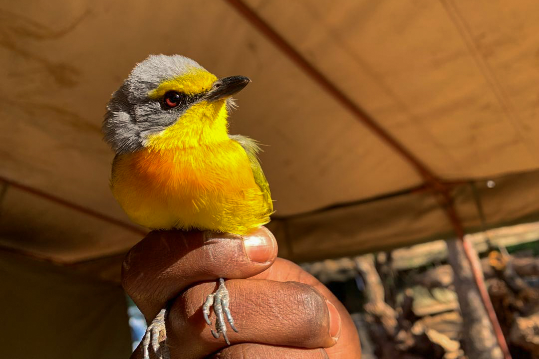 Chobe Immpact Birding Ringing at Chobe Safari Lodge by Lyn Francey 4