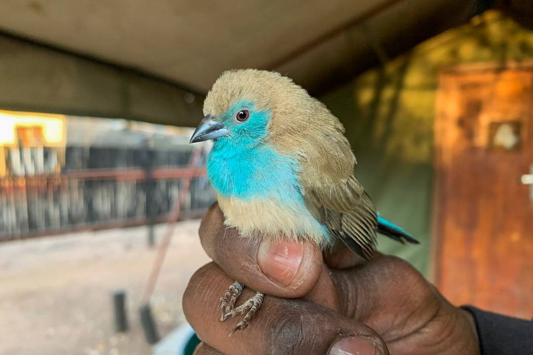 Chobe Immpact Birding Ringing at Chobe Safari Lodge by Lyn Francey 7