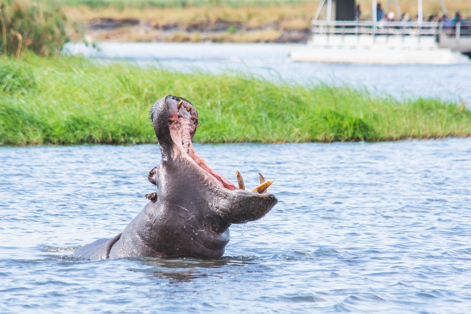 Hippo in the Chobe River