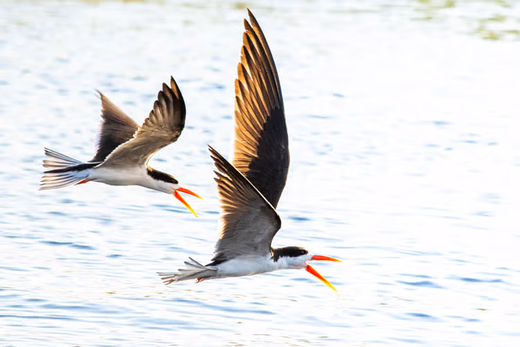 FALL IN LOVE WITH BIRDWATCHING