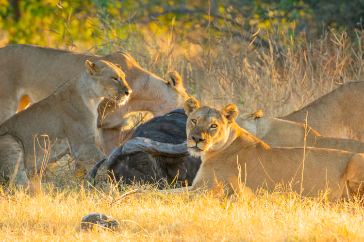 GAME DRIVE INTO THE CHOBE NATIONAL PARK