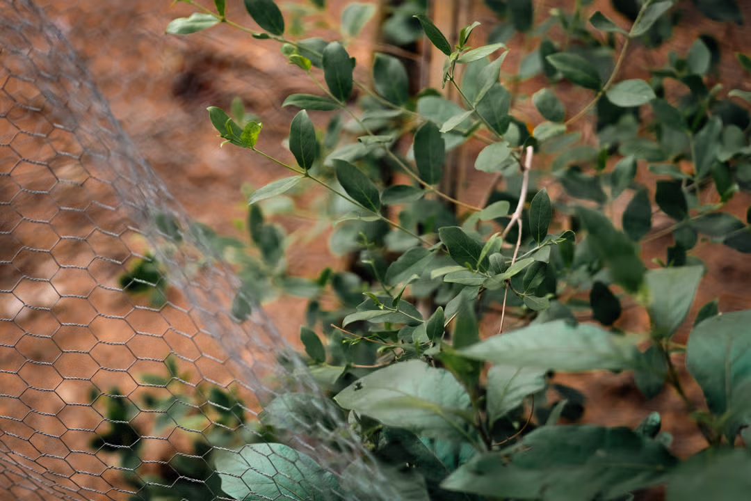 Rewilding Chobe and the Bush Walk