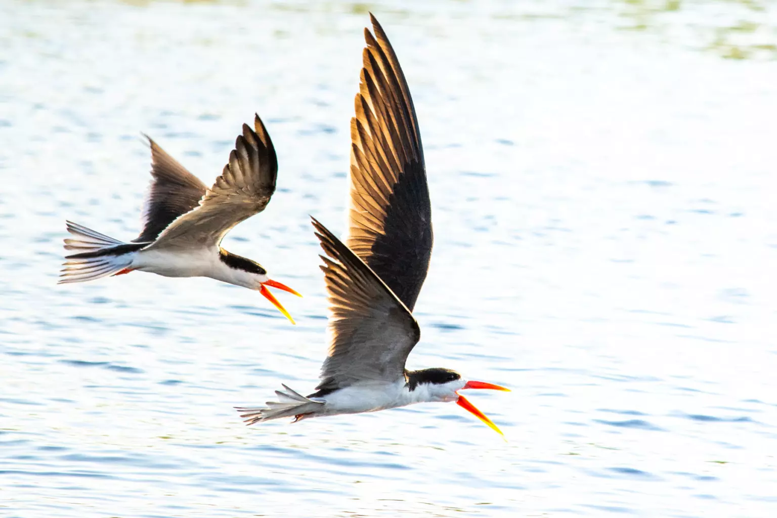 BIRDING EXPERT SHARES TOP 10 BIRDS TO TICK OFF AT CHOBE SAFARI LODGE