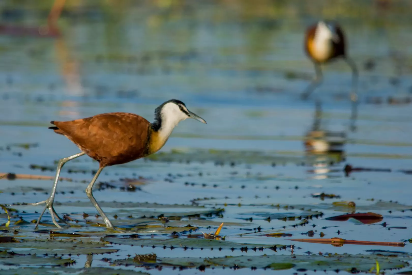 African Jacana -8
