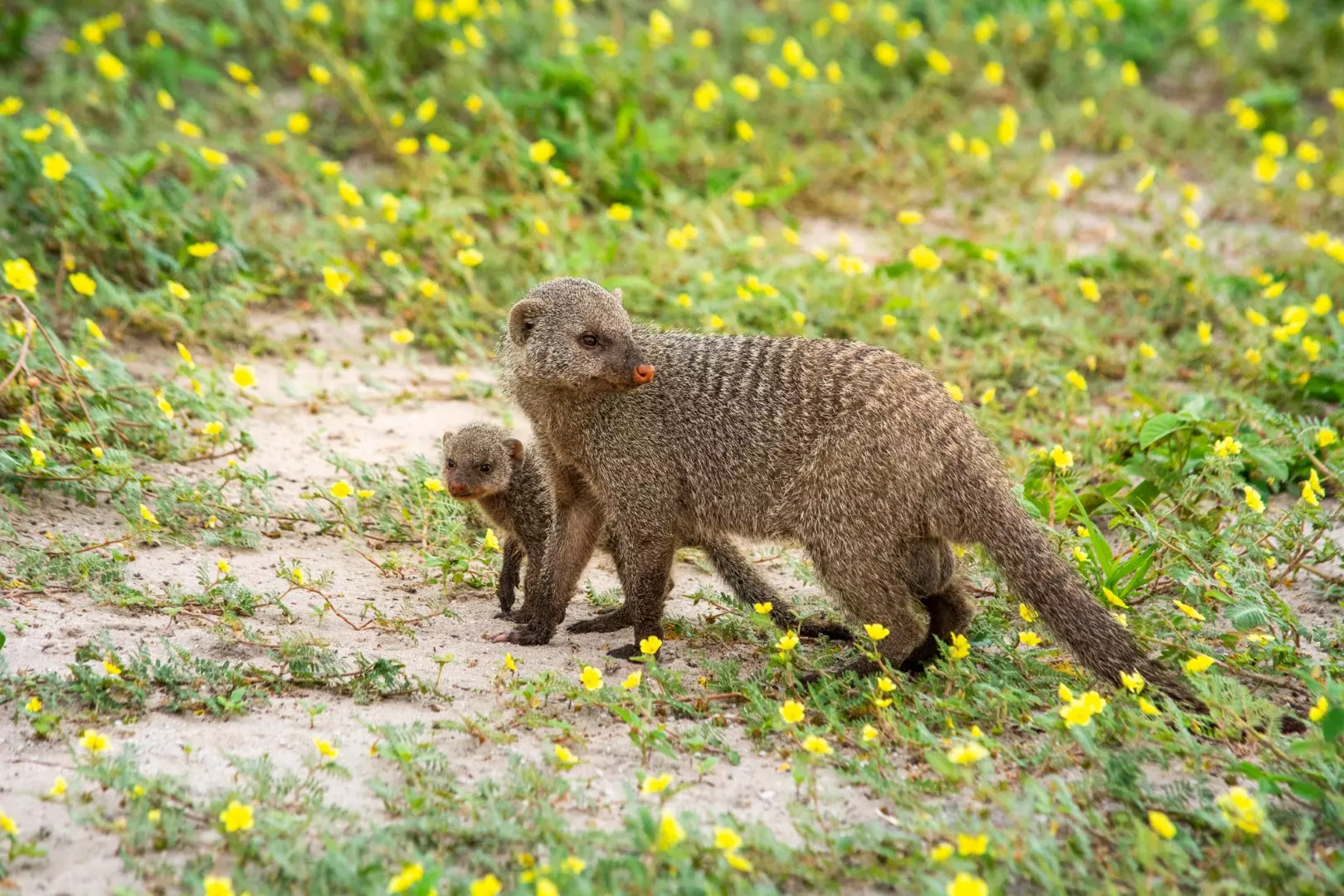 Banded mongoose -1