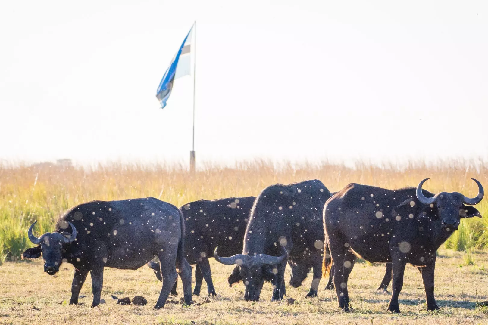 Cape buffalo - 2