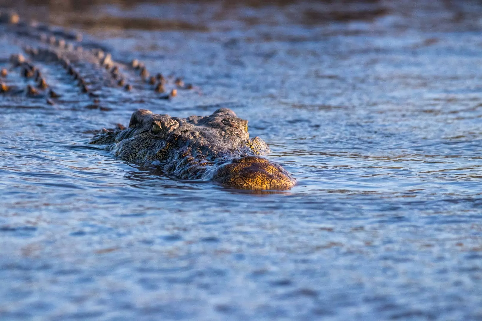 Crocodiles -2