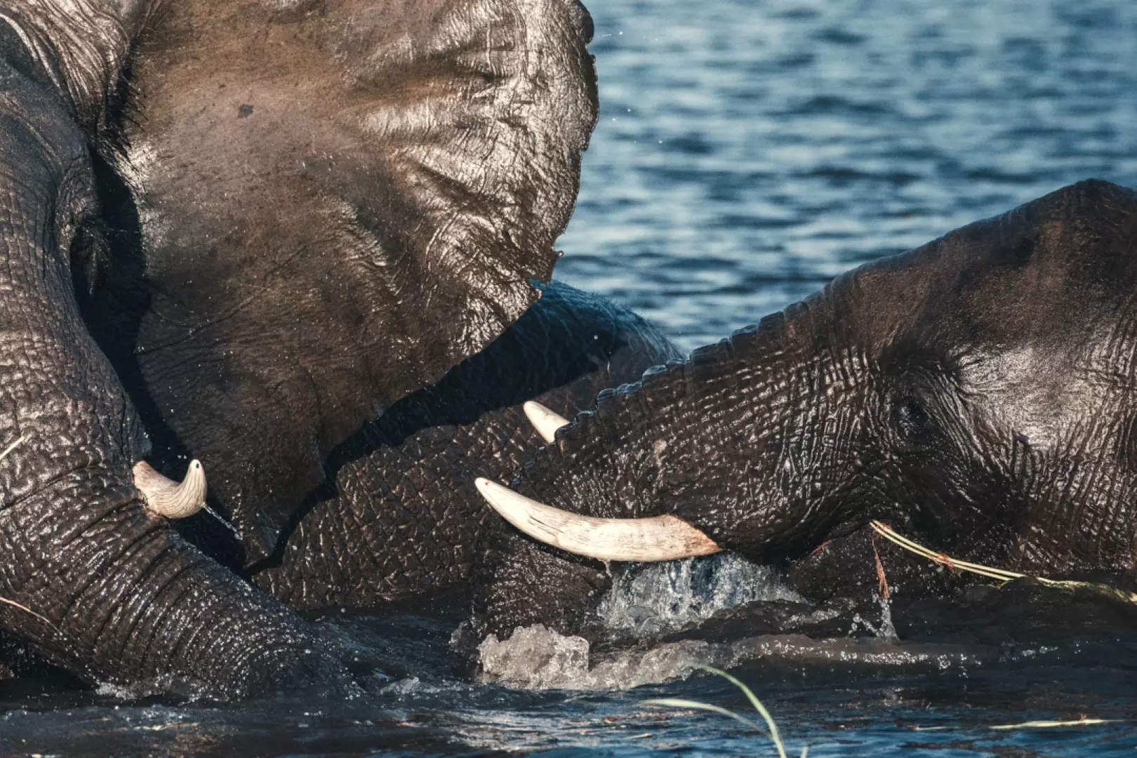 Elephants - 3