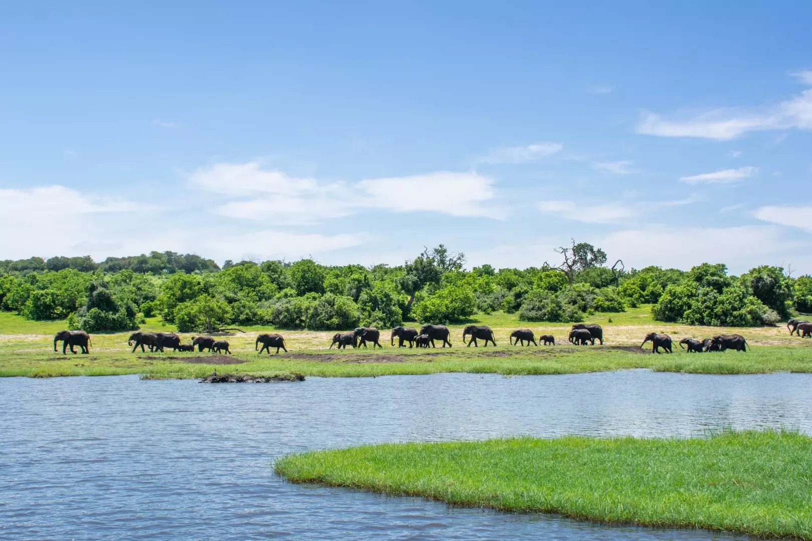 Elephants - 4