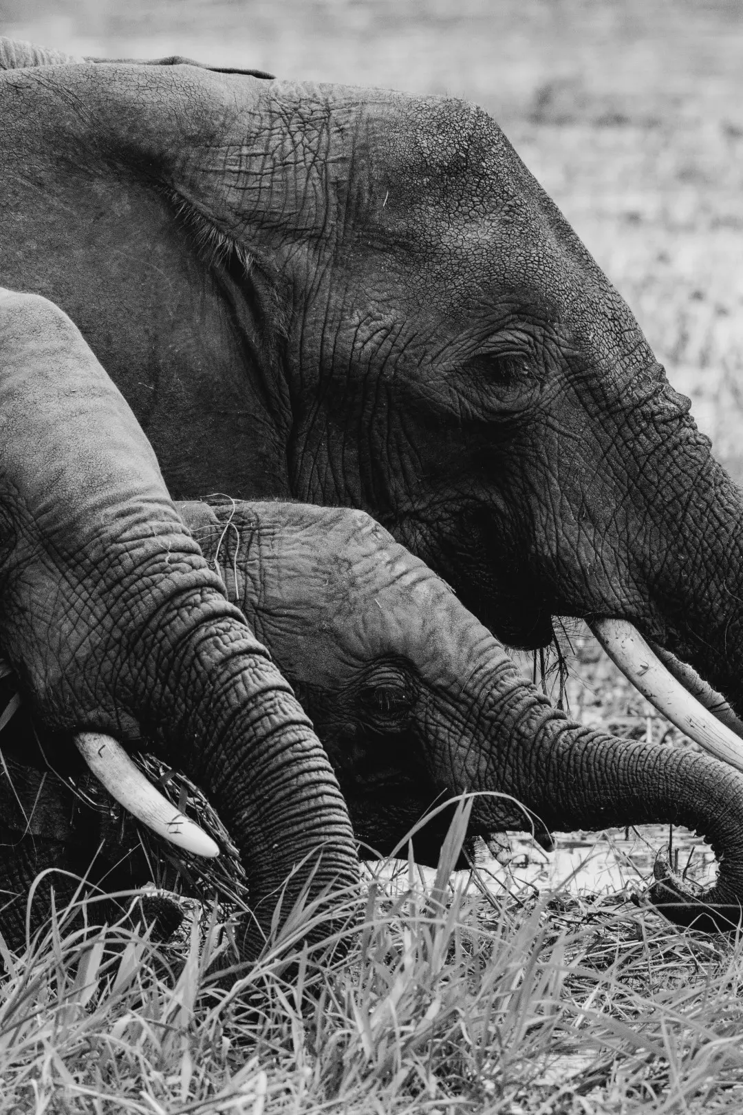 Elephants - 51