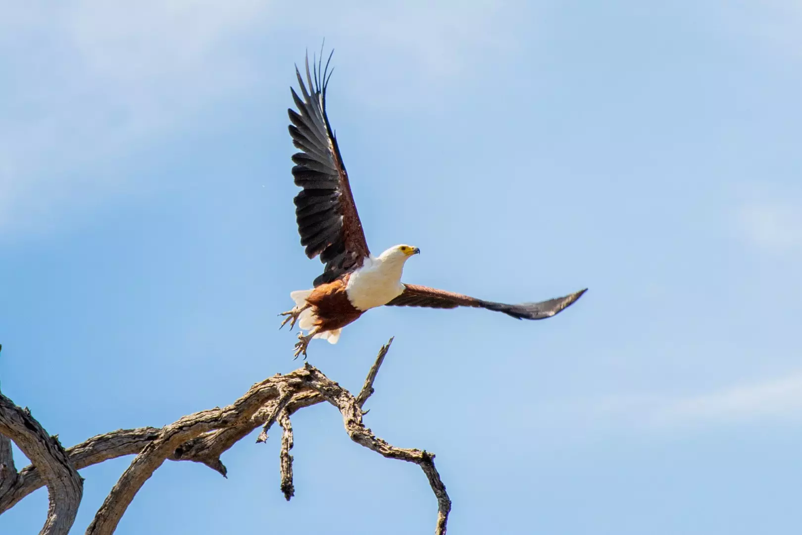 Fish eagle -2