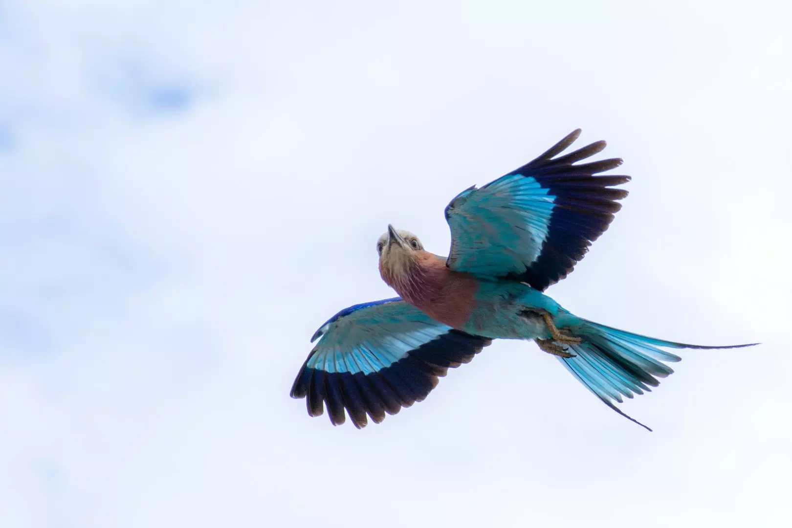 Lilac Breasted Roller - 1