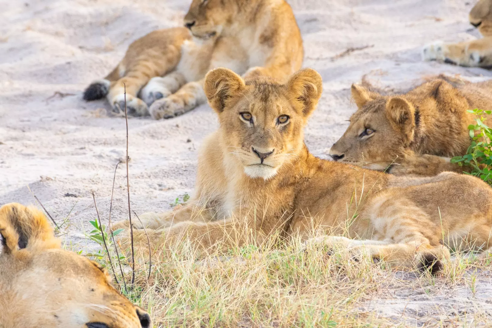 Lions - 8