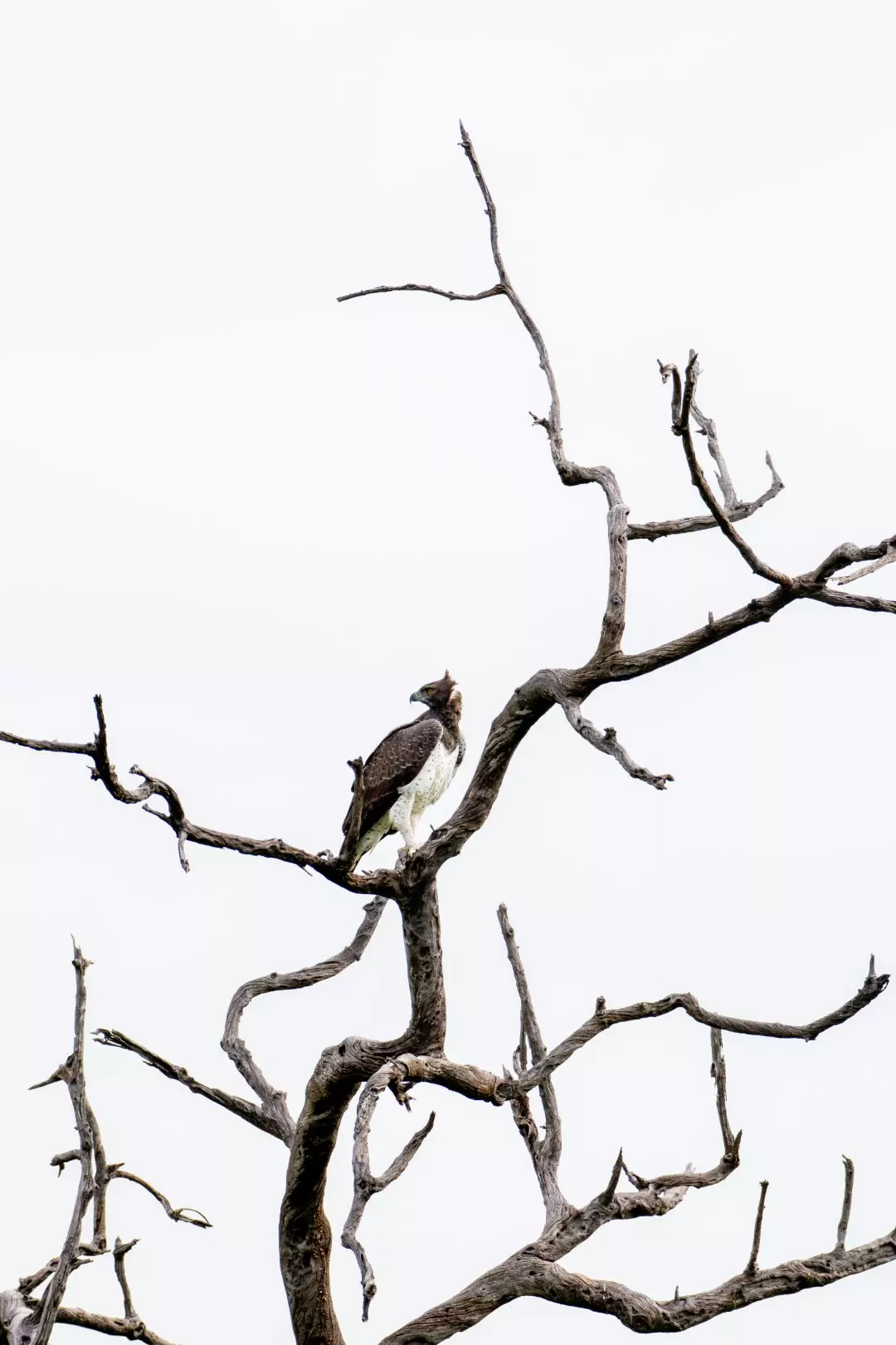 Martial eagle -1
